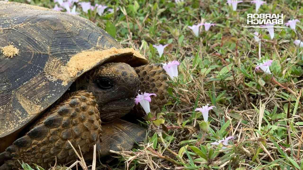 sea turtle